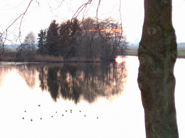 21.01.2004 - 16:46 - Die Rallen im Polder lassen sich nicht beeindrucken - ob Sonnenuntergang oder nicht - sie schwimmen in den Abend hinein.