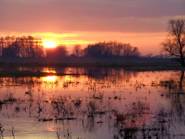 Heute (9.2.2008) von Güstebiese an der Oder aufgenommen. Blick über die überschwemmten Oderwiesen der Sonne entgegen.