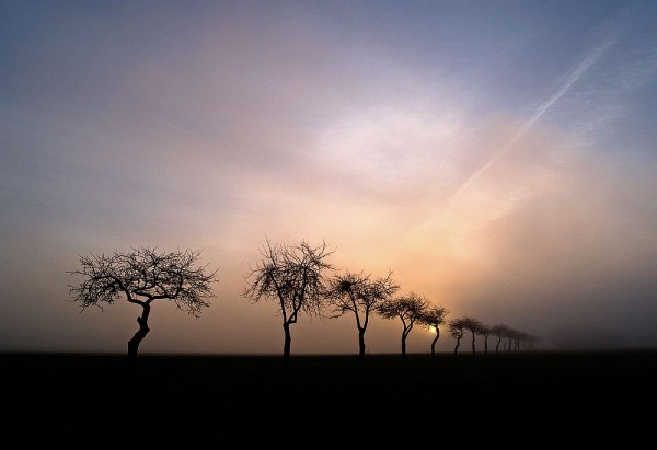 Dieses Foto wurde in Unna-Billmerich aufgenommen. Es zeigt eine Obstbaumreihe im frühen Morgenlicht.