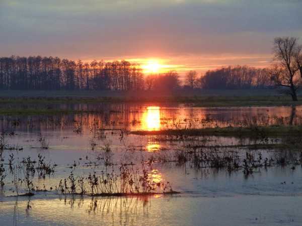 Heute (9.2.2008) von Güstebiese an der Oder aufgenommen. Blick über die überschwemmten Oderwiesen der Sonne entgegen.