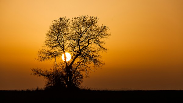 Silhouette eines kargen Baumes in der abendlichen Sonne