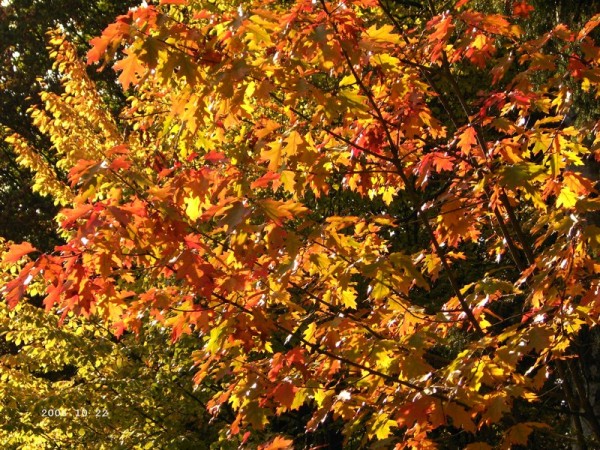 Herbstimpressionen, Oktober 2006