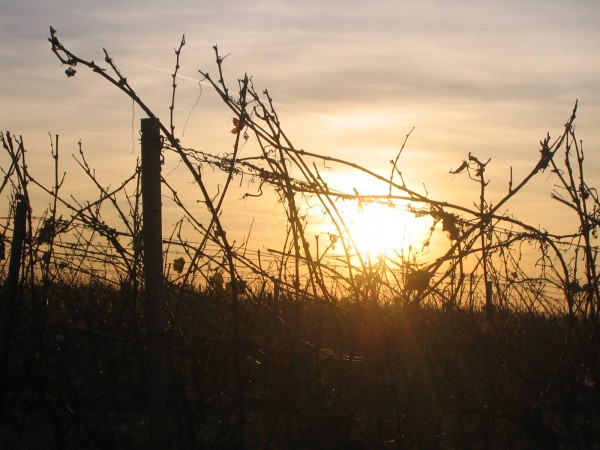 Blick Richtung Osten durch die Weinreben, Dezember 2006